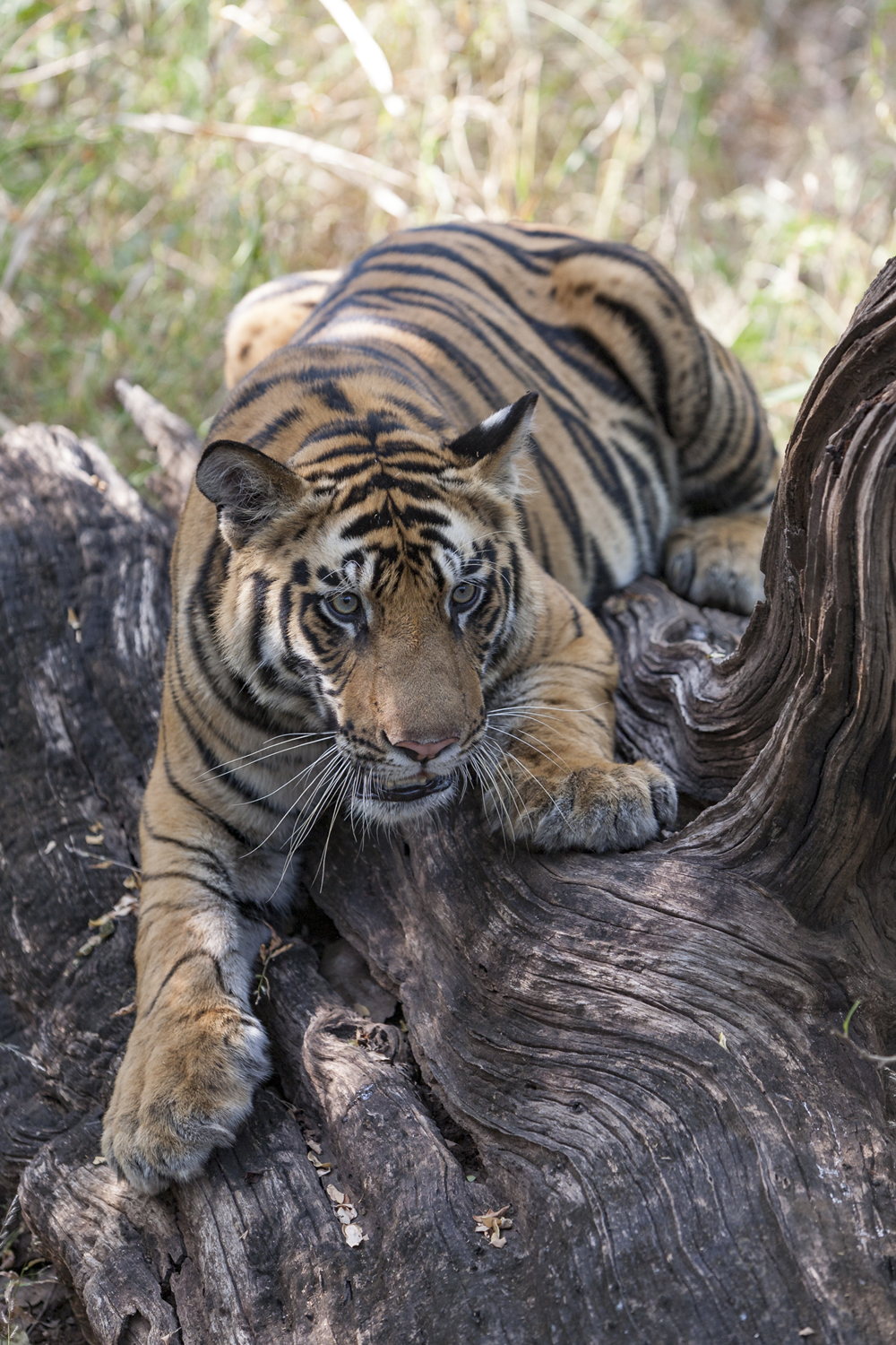 Preserve Tiger Habitat India