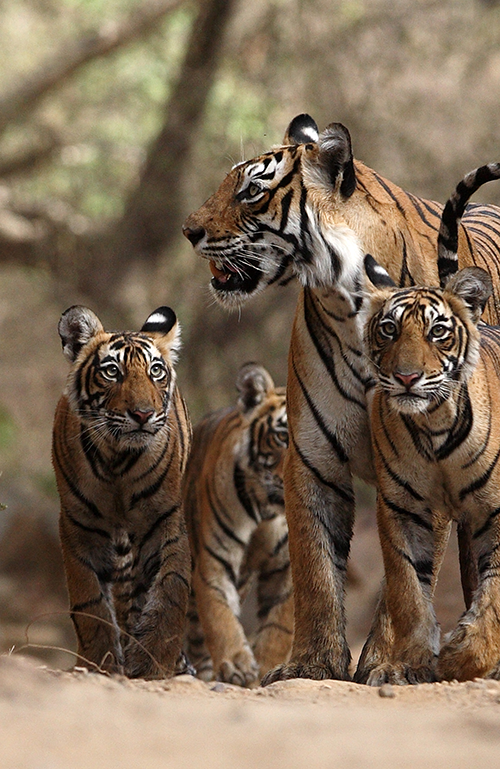 Saving India's Tigers | Satpuda Landscape Partnership