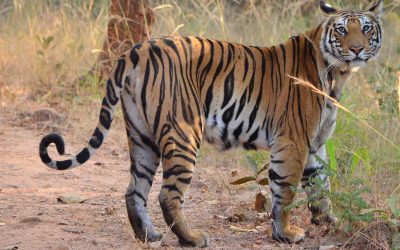 SLTP partners share their views on the recently released tiger number estimates for India