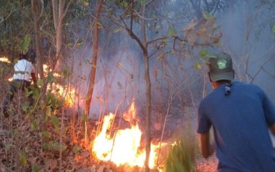 From the Archives-Revisiting the Success Stories of our Partners: Satpuda Foundation’s timely intervention saves 20 hectares of forest from being destroyed by a fire in Pench Maharashtra