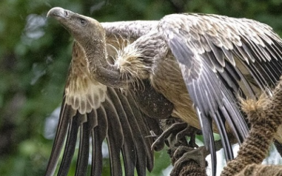 Success Stories From the Field: Positive updates from SLTP partner Bombay Natural History Society’s vulture conservation project in central India through which it is releasing captive bred vultures back into the wild