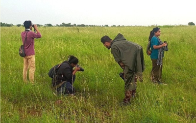 SLTP partner Bombay Natural History Society (BNHS) advocates for grassland conservation, and kickstarts a survey of Lesser Florican