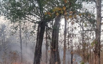 Timely intervention by Nature Conservation Society Amravati’s (NCSA) volunteer helps prevent a forest fire in Melghat