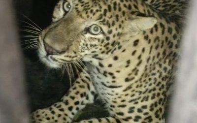 Success stories from the field: Satpuda Foundation’s team member and others help safely rescue and release a leopard sighted in Bhadravati town in central India